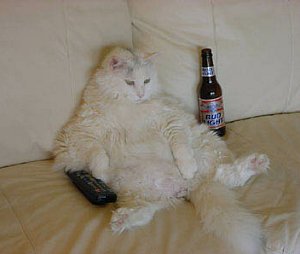 budcat.jpg