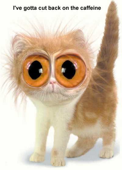 caffeinecat.jpg