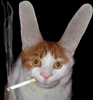 catcool.jpg