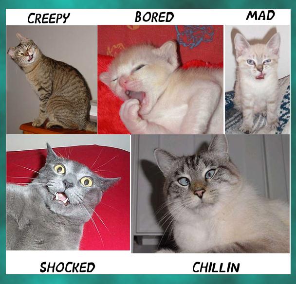 crazycat.jpg