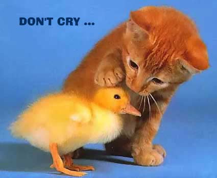 don_tcry.jpg