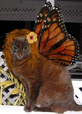 fairycat.jpg
