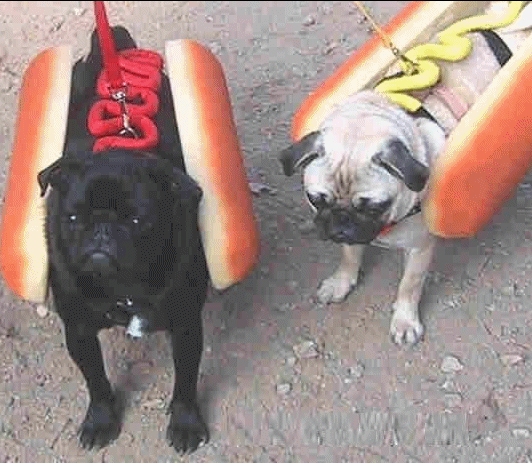 hot-dogs.jpg