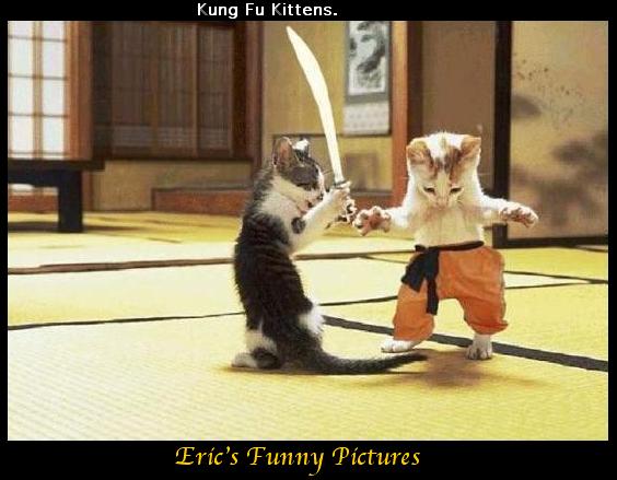kungfukittens2.jpg