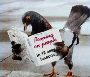 pooping313.jpg