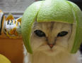 warcat.jpg